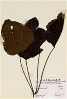 藏品(木油樹)的圖片